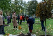 У Маріїнському парку висадили клени з опери "Король Артур". Фото: Руслан Сингаєвський