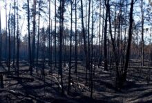 Наслідки пожежі в Чорнобильському заповіднику. Фото: Чорнобильський Радіаційно-екологічний Біосферний Заповідник