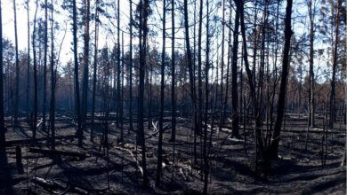 Наслідки пожежі в Чорнобильському заповіднику. Фото: Чорнобильський Радіаційно-екологічний Біосферний Заповідник