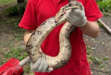 Врятований удав. Фото: Kyiv Animal Rescue Group