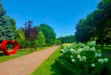  Цвітіння гортензій. Фото: КМДА