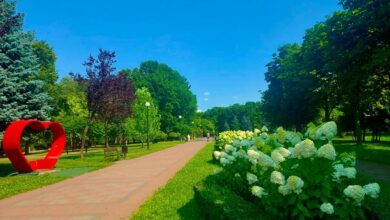  Цвітіння гортензій. Фото: КМДА