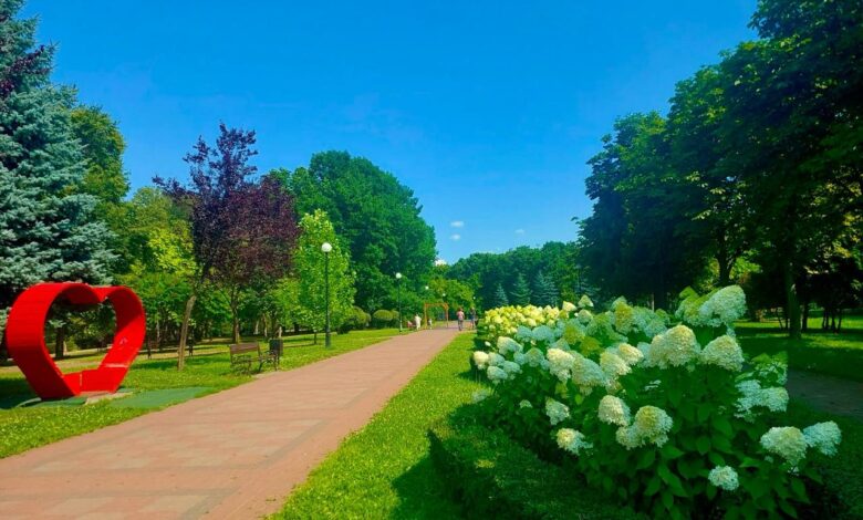 Цвітіння гортензій. Фото: КМДА