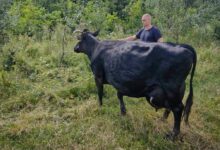 Врятована корова. Фото: Головне управління ДСНС України у Київській області
