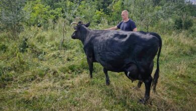 Врятована корова. Фото: Головне управління ДСНС України у Київській області