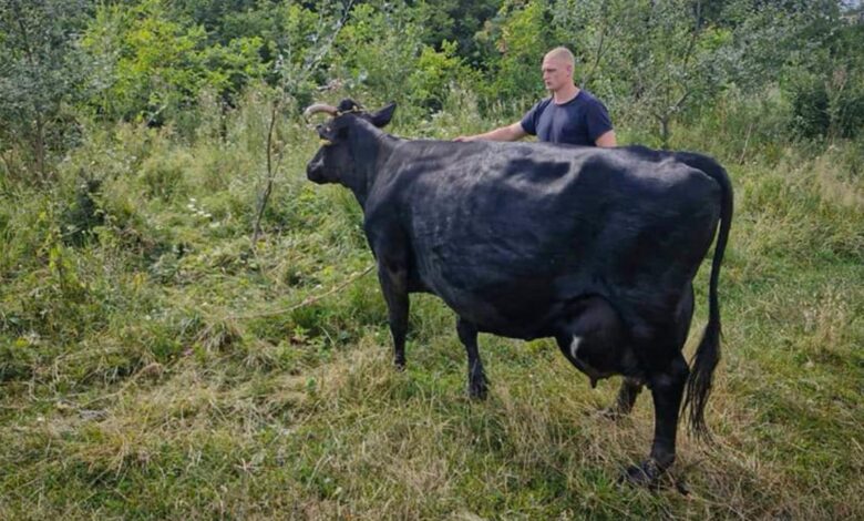 Врятована корова. Фото: Головне управління ДСНС України у Київській області