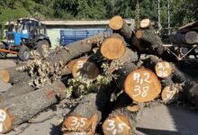 Вирубані дерева на Теремках, де хочуть збудувати резервну теплотрасу. Фото: Суспільне 
