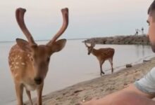 Дикі олені на Київському водосховищі. Фото: скриншот з відео "Главком"