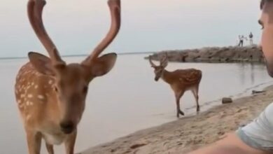 Дикі олені на Київському водосховищі. Фото: скриншот з відео "Главком"