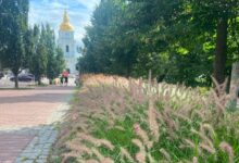 Локація з декоративними злаками у Києві. Фото: КМДА