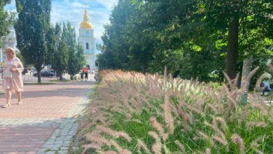 Локація з декоративними злаками у Києві. Фото: КМДА