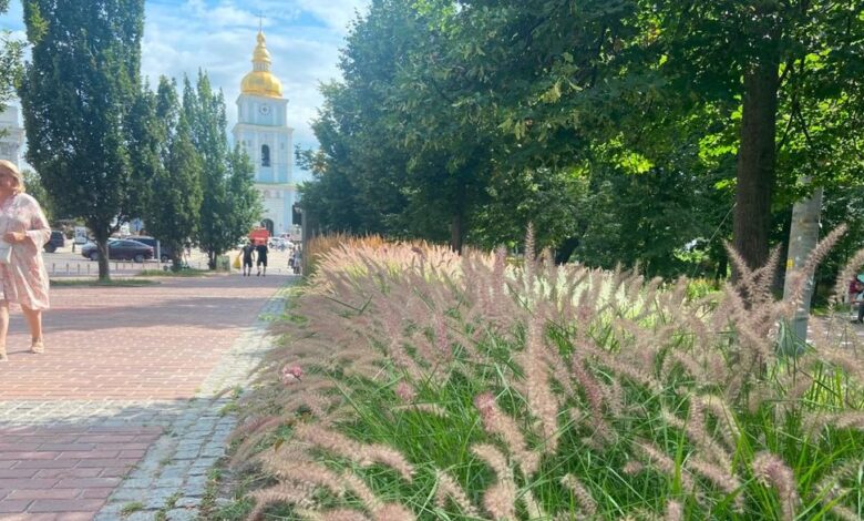 Локація з декоративними злаками у Києві. Фото: КМДА