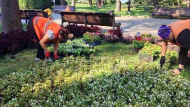 Озеленювачі висаджують квіти на клумбах у парку Шевченка. Фото: КО «Київзеленбуд»